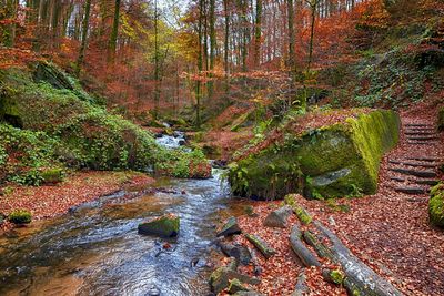 Steps along the Rough Terrain