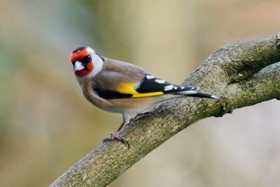 European Goldfinch/Carduelis carduelis/Distelfink