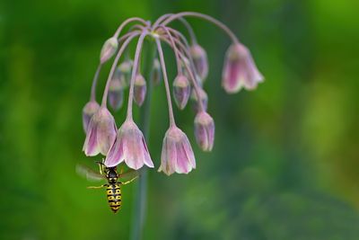 Sicilian Honey Garlic