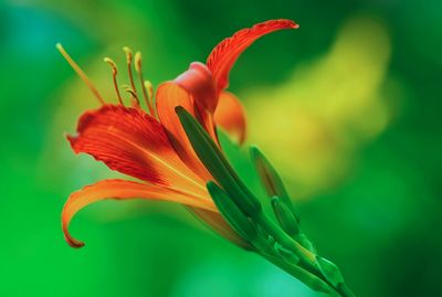 Day Lily 