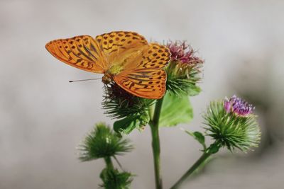 g13/80/968480/3/175692121.519d76f0.JPEG