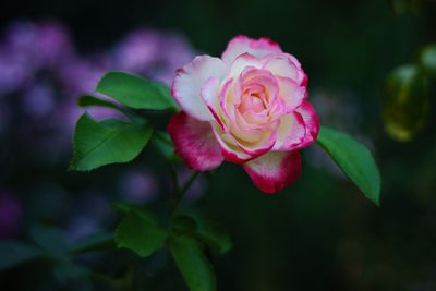 Rose in the Backyard