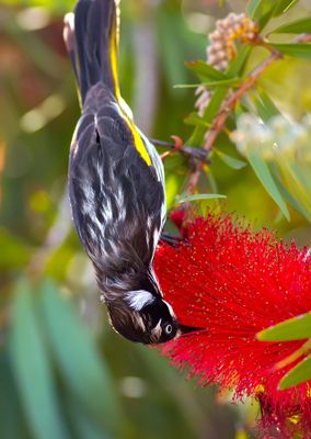 Wild(and not so wild) Life