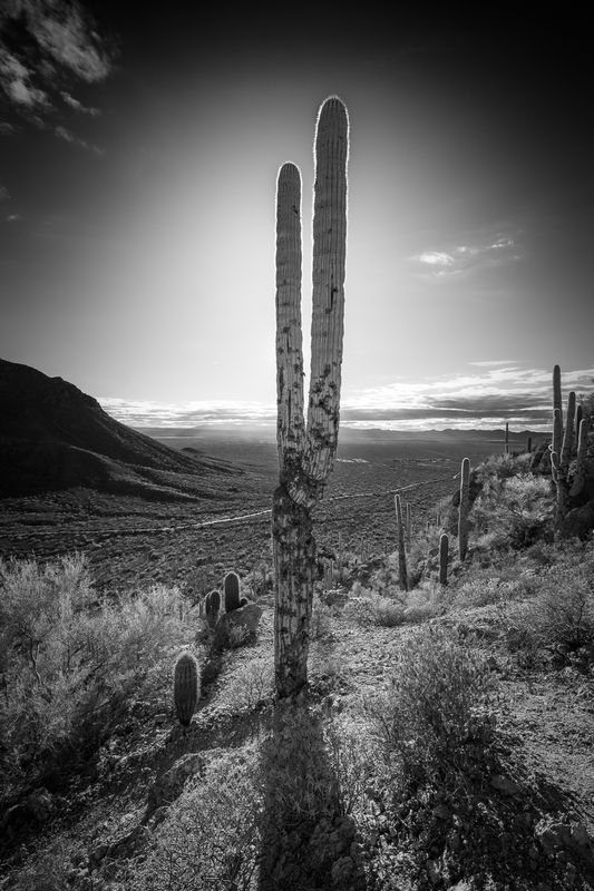 Desert Tuning Fork
