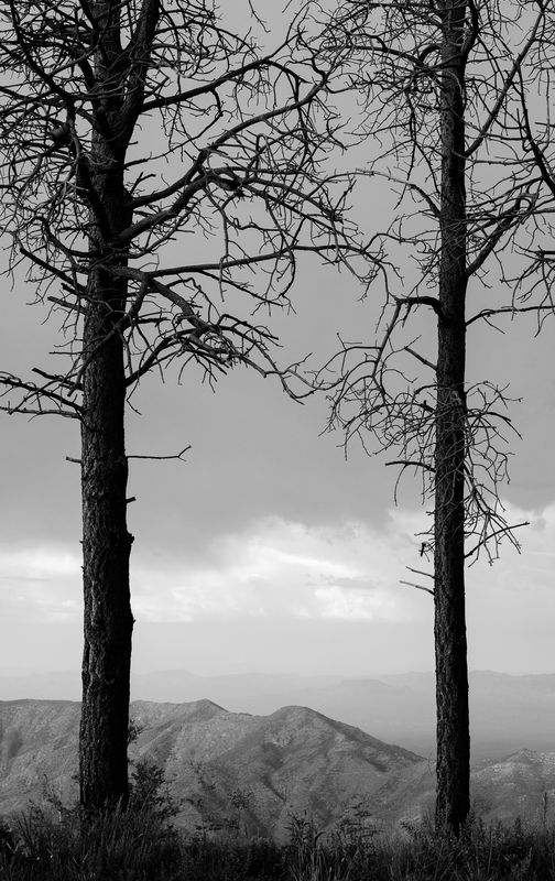 Natures Frame