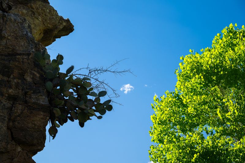 Reaching for the Verdent