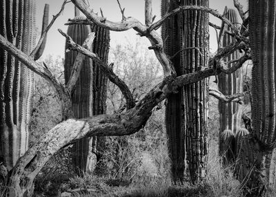 Sabino Canyon