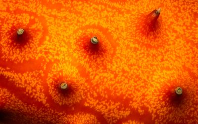 Lava Field
