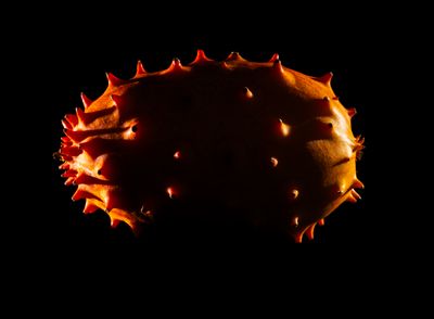 Ominous Egg