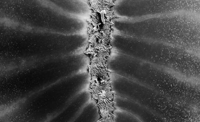 Celestial Skeleton