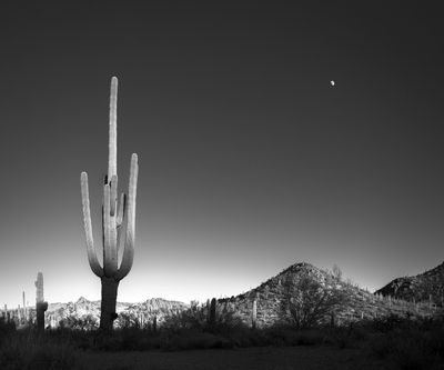 Reach for the Moon
