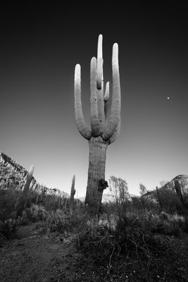 Stretching for the Light