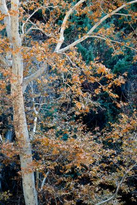 Autumnal Remnant