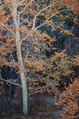 Clinging to Autumn