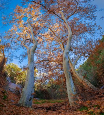 Nature's Gate