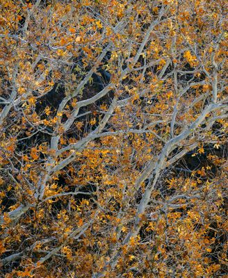 Tendrils