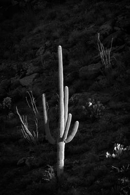 Light and Shadow