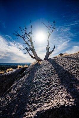 Nature's Caliper