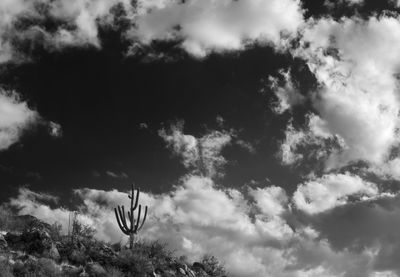 Butterfly in the Sky