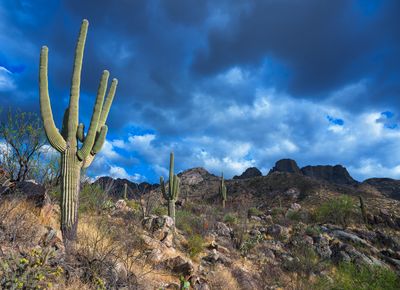 Desert Garden