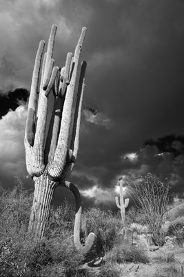 Methuselah