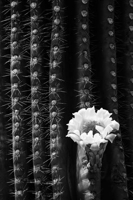 Spring Eruption