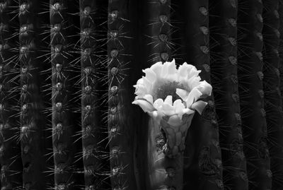 Wall Flower