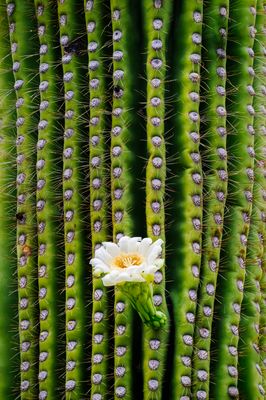 Floral Grasp