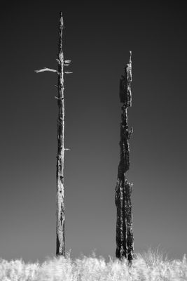 Totems