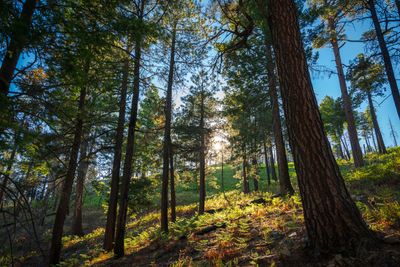 Enchanted Wood