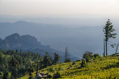 Green Overlook