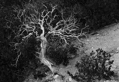 Ghost Tree