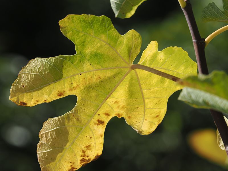 047_OM110292.JPG