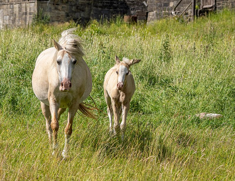 121_P_HebdenB_OM1B2331.jpg
