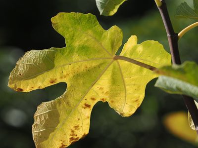 047_OM110292.JPG