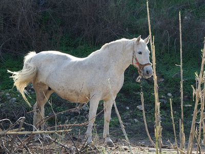 135_OM110902.JPG