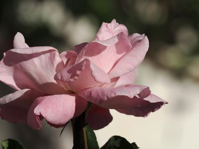 158_OM111070.JPG