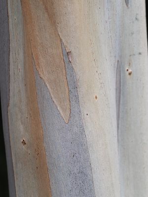 287_OM111350.JPG