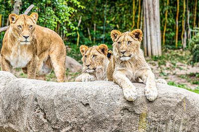 Leipzig 2024: City and Zoo