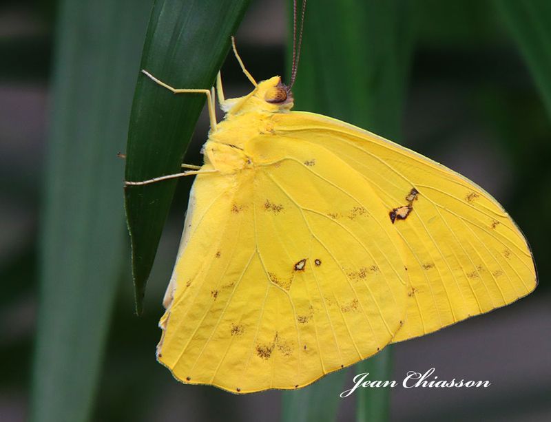  Papillons en fte 