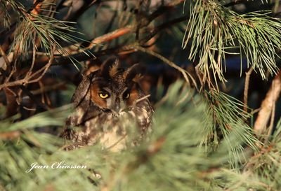 Hibou Moyen - Duc / Long - eared - Owl