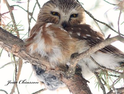 Nyctale de Tengmalm   ( Boreal Owl