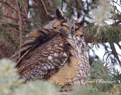 Hibou Moyen - Duc / Long - eared - Owl