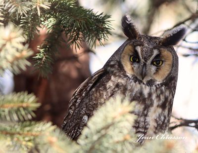 Hibou Moyen - Duc / Long - eared - Owl