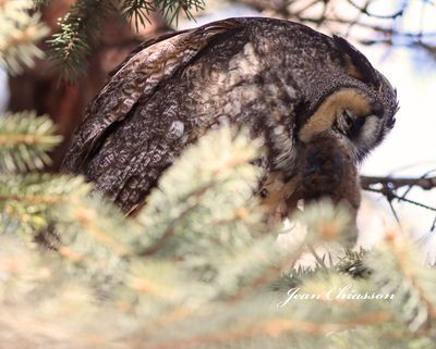 Hibou Moyen - Duc / Long - eared - Owl