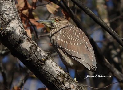 Bihoreau Gris (Black-crowned Night-Heron