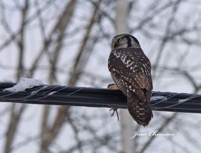 Chouette perviere ( Northern Hawk