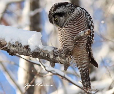 Chouette perviere ( Northern Hawk