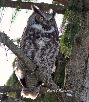 Grand Duc d'Amrique - Great Horned Owl