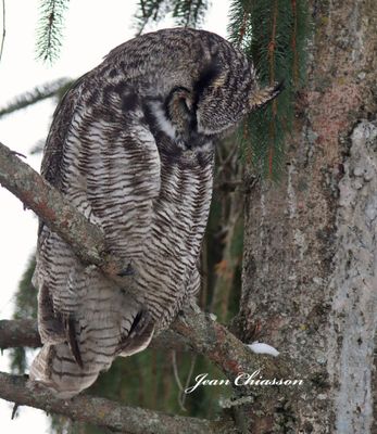 Grand Duc d'Amrique - Great Horned Owl